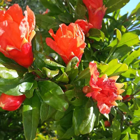 Hotel apartamentowy Il Monastero